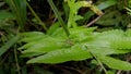 Jumping spiders perch on plant leaves Royalty Free Stock Photo