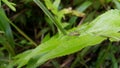 Jumping spiders perch on plant leaves Royalty Free Stock Photo