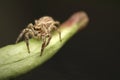 Jumping spider macro photo with black background