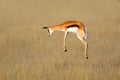 Jumping springbok antelope - South Africa Royalty Free Stock Photo