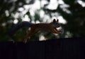 Jumping squirrel on the fence Royalty Free Stock Photo