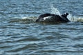 Jumping and swimming dolphins in the Danube delta, Black sea Royalty Free Stock Photo