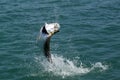 Jumping Tarpon - Fly Fishing Royalty Free Stock Photo