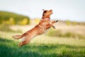 Jumping toller Royalty Free Stock Photo