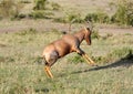 A jumping Topi antelope, Masai Mara