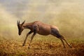 A jumping Topi antelope, Masai Mara