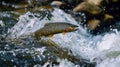 Jumping trout. Jumping rainbow trout. trout fish jumped. Generative Ai