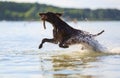 Jumping on the water splashing, happy dog is playing with the stick hold in mouth on sunny day. Hunting German shorthaired pointer