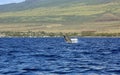 Jumping whale in Maui coast
