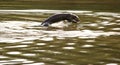 Jumping Wild Otter on The Water