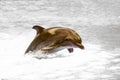 Jumping wild speedy bottlenose dolphin in Black sea Royalty Free Stock Photo