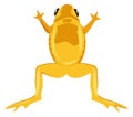 Jumping yellow frog. Colorful toad. Wild animal Royalty Free Stock Photo