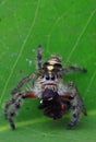 Jumpingspider Royalty Free Stock Photo