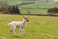 Jumpy lamb in paddock