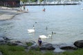 A girl on the rock by the lake with ducks and white swan. Royalty Free Stock Photo