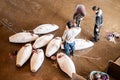 Japanese frozen Tuna auction in fish market - Misaki Port fish market, Kanagawa Royalty Free Stock Photo