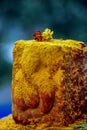 Yellow turmeric filed Ganesh carved on stone at Jejuri shrine near pune Maharashtra INDIA