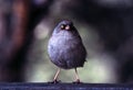 Junco Royalty Free Stock Photo