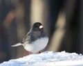 Junco bird in the snow Royalty Free Stock Photo