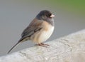 Junco Royalty Free Stock Photo