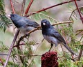 Junco Dark-eyed Photo and Image. Couple close-up profile view perched on a red stag horn sumac plant with a beautiful coloured Royalty Free Stock Photo