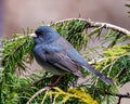 Junco Dark-eyed Photo and Image. State Coloured Junco close-up side profile view perched on a coniferous tree branch with a soft