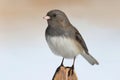 Junco On A Fence