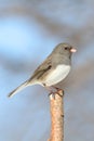 Junco (junco hyemalis) On A Branch