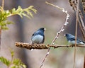 Junco Photo and Image. Junco couple close-up view perched on a dried mullein stalk plant with a blur background in their Royalty Free Stock Photo