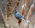 Junco Photo and Image. Slate Coloured Junco perched on cattails with a soft background in its environment and displaying multi Royalty Free Stock Photo