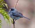 Junco Photo and Image. Slate Coloured Junco perched on a tree buds branch with a soft brown background in its environment and