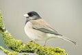 Junco Sparrow Royalty Free Stock Photo