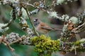 Junco stands in Garry Oak tree, framed by twigs and moss Royalty Free Stock Photo