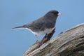 Junco On A Stump Royalty Free Stock Photo