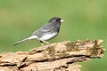 Junco On A Stump Royalty Free Stock Photo
