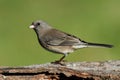 Junco On A Stump Royalty Free Stock Photo