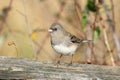 Junco On A Stump Royalty Free Stock Photo