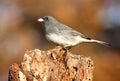 Junco On A Stump Royalty Free Stock Photo