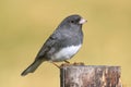 Junco On A Stump Royalty Free Stock Photo