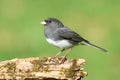 Junco On A Stump Royalty Free Stock Photo