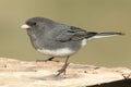Junco On A Stump Royalty Free Stock Photo