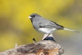 Junco On A Stump In Spring Royalty Free Stock Photo