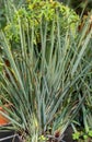 Juncus acutus, the spiny rush, sharp rush or sharp-pointed rush plant Royalty Free Stock Photo