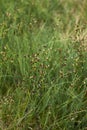 Juncus articulatus close up Royalty Free Stock Photo