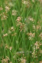 Juncus effusus Soft rush Royalty Free Stock Photo