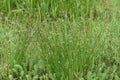 Juncus effusus Soft rush Royalty Free Stock Photo