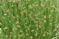 Juncus effusus Soft rush Royalty Free Stock Photo