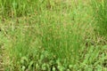 Juncus effusus Soft rush Royalty Free Stock Photo