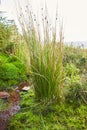 Juncus effusus Soft rush is used for Tatami mat materials in Japan. Royalty Free Stock Photo