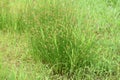 Juncus effusus Soft rush Royalty Free Stock Photo
